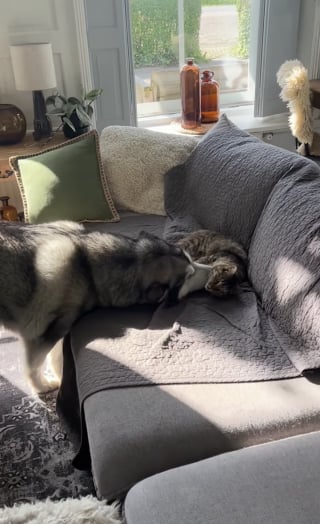Illustration de l'article : &laquo; Comme quoi, m&ecirc;me chien et chat peuvent s&rsquo;entendre &raquo;, ce Malamute ne commence jamais sa journ&eacute;e sans c&acirc;lins avec son amie f&eacute;line (vid&eacute;o)