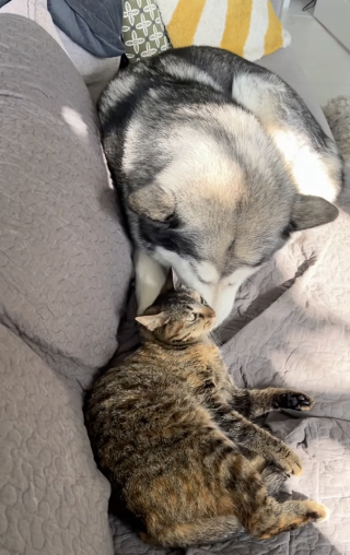 Illustration de l'article : &laquo; Comme quoi, m&ecirc;me chien et chat peuvent s&rsquo;entendre &raquo;, ce Malamute ne commence jamais sa journ&eacute;e sans c&acirc;lins avec son amie f&eacute;line (vid&eacute;o)