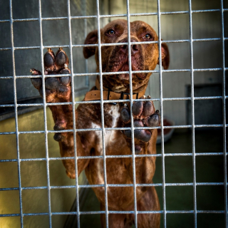 Illustration de l'article : Adopt&eacute; puis abandonn&eacute; un mois plus tard, ce crois&eacute; Dogue ramen&eacute; &agrave; son refuge pr&egrave;s d'Arras (62) cherche une famille pour de bon