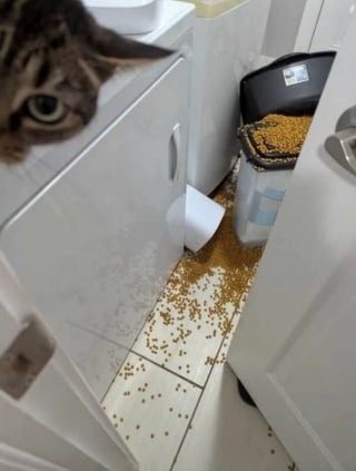 Illustration de l'article : 12 photos qui prouvent que les chats adorent se mettre dans des situations improbables