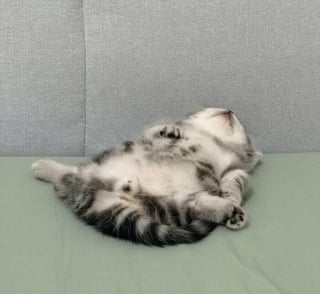 Illustration de l'article : 12 photos qui prouvent que les chats adorent se mettre dans des situations improbables
