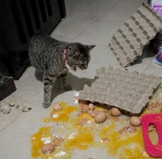 Illustration de l'article : 12 photos qui prouvent que les chats adorent se mettre dans des situations improbables