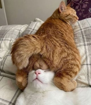 Illustration de l'article : 12 photos qui prouvent que les chats adorent se mettre dans des situations improbables