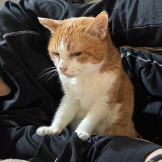 Illustration de l'article : 12 photos qui prouvent que les chats adorent se mettre dans des situations improbables