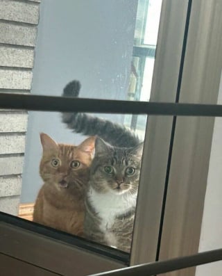 Illustration de l'article : 12 photos qui prouvent que les chats adorent se mettre dans des situations improbables