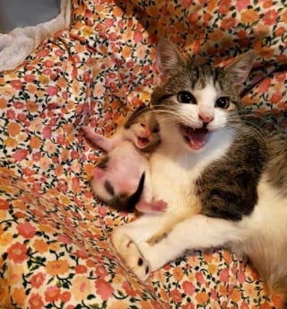 Illustration de l'article : 12 photos qui prouvent que les chats adorent se mettre dans des situations improbables
