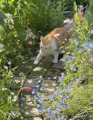 Illustration de l'article : 12 photos qui prouvent que les chats adorent se mettre dans des situations improbables