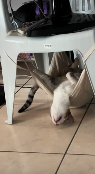 Illustration de l'article : 12 photos qui prouvent que les chats adorent se mettre dans des situations improbables