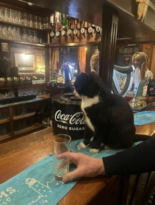 Illustration de l'article : 12 photos qui prouvent que les chats adorent se mettre dans des situations improbables