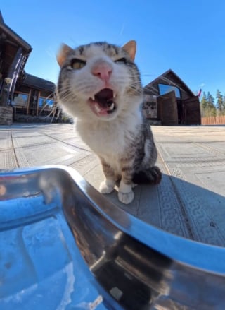 Illustration de l'article : 15 photos r&eacute;confortantes de chats errants qui mangent leurs repas distribu&eacute;s par des drones