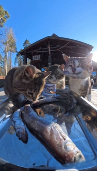 Illustration de l'article : 15 photos r&eacute;confortantes de chats errants qui mangent leurs repas distribu&eacute;s par des drones