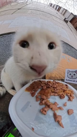 Illustration de l'article : 15 photos r&eacute;confortantes de chats errants qui mangent leurs repas distribu&eacute;s par des drones