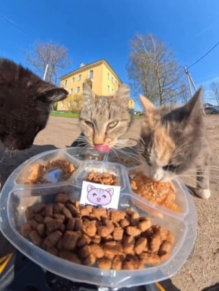Illustration de l'article : 15 photos r&eacute;confortantes de chats errants qui mangent leurs repas distribu&eacute;s par des drones