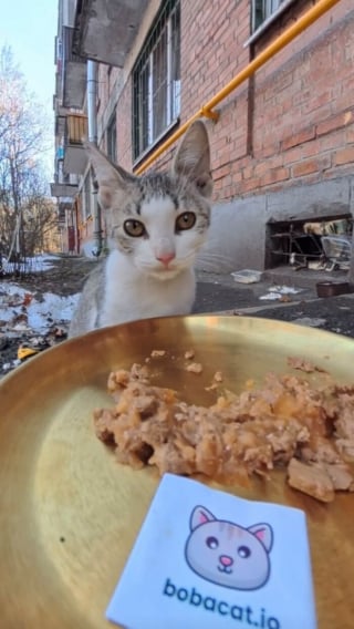 Illustration de l'article : 15 photos r&eacute;confortantes de chats errants qui mangent leurs repas distribu&eacute;s par des drones