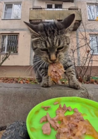 Illustration de l'article : 15 photos r&eacute;confortantes de chats errants qui mangent leurs repas distribu&eacute;s par des drones