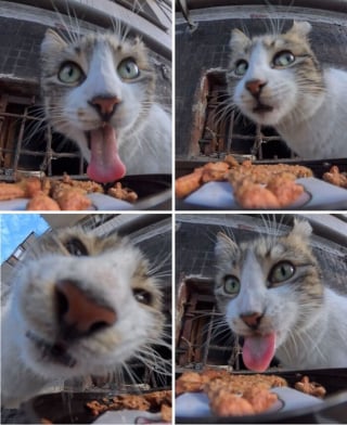 Illustration de l'article : 15 photos r&eacute;confortantes de chats errants qui mangent leurs repas distribu&eacute;s par des drones