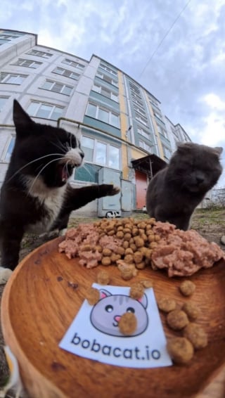 Illustration de l'article : 15 photos r&eacute;confortantes de chats errants qui mangent leurs repas distribu&eacute;s par des drones