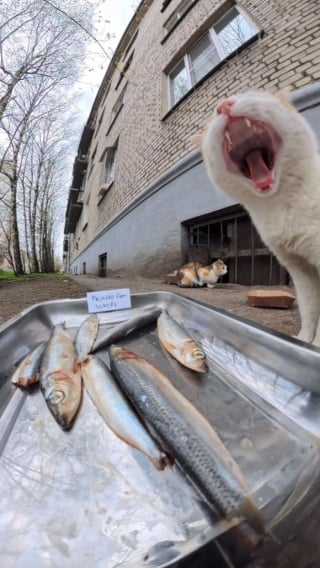 Illustration de l'article : 15 photos r&eacute;confortantes de chats errants qui mangent leurs repas distribu&eacute;s par des drones