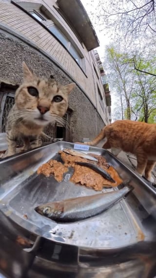 Illustration de l'article : 15 photos r&eacute;confortantes de chats errants qui mangent leurs repas distribu&eacute;s par des drones