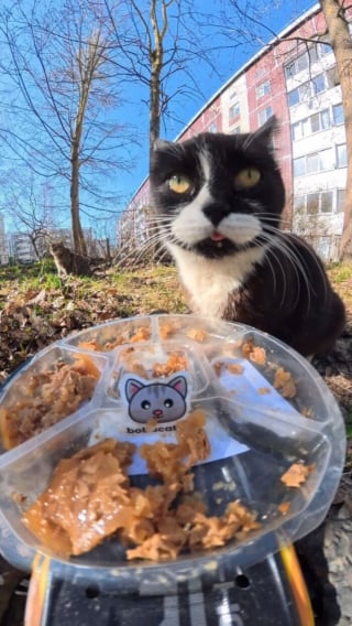 Illustration de l'article : 15 photos r&eacute;confortantes de chats errants qui mangent leurs repas distribu&eacute;s par des drones
