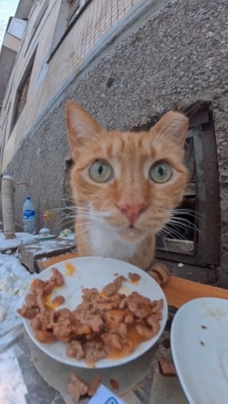 Illustration de l'article : 15 photos r&eacute;confortantes de chats errants qui mangent leurs repas distribu&eacute;s par des drones