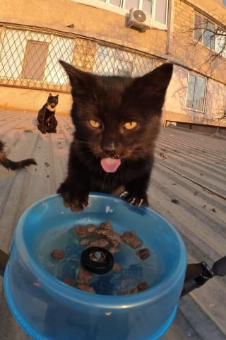 Illustration de l'article : 15 photos r&eacute;confortantes de chats errants qui mangent leurs repas distribu&eacute;s par des drones