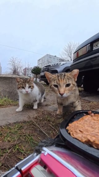 Illustration de l'article : 15 photos r&eacute;confortantes de chats errants qui mangent leurs repas distribu&eacute;s par des drones