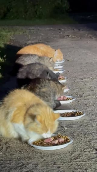 Illustration de l'article : 15 photos r&eacute;confortantes de chats errants qui mangent leurs repas distribu&eacute;s par des drones