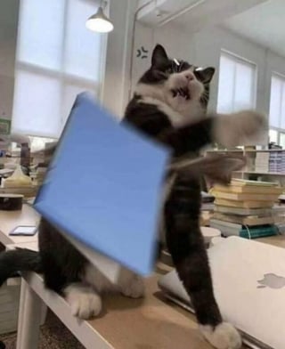 Illustration de l'article : 12 photos insolites et drôles de chats et chiens prises sur le vif