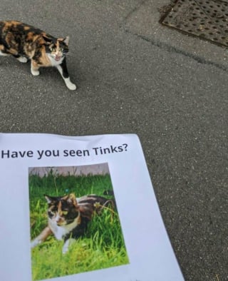 Illustration de l'article : 12 photos insolites et drôles de chats et chiens prises sur le vif