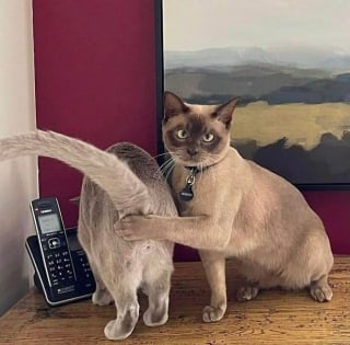 Illustration de l'article : 12 photos insolites et drôles de chats et chiens prises sur le vif