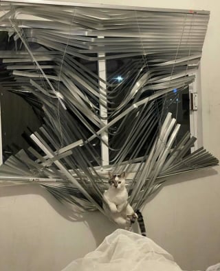 Illustration de l'article : 12 photos insolites et drôles de chats et chiens prises sur le vif