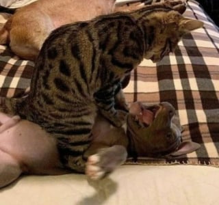 Illustration de l'article : 12 photos insolites et drôles de chats et chiens prises sur le vif