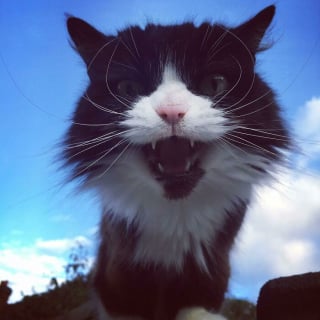 Illustration de l'article : 11 photos qui prouvent que les chats sont dignes des plus grands chanteurs d’opéra