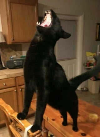 Illustration de l'article : 11 photos qui prouvent que les chats sont dignes des plus grands chanteurs d’opéra