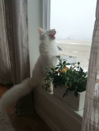 Illustration de l'article : 11 photos qui prouvent que les chats sont dignes des plus grands chanteurs d’opéra