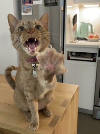 Illustration de l'article : 11 photos qui prouvent que les chats sont dignes des plus grands chanteurs d’opéra