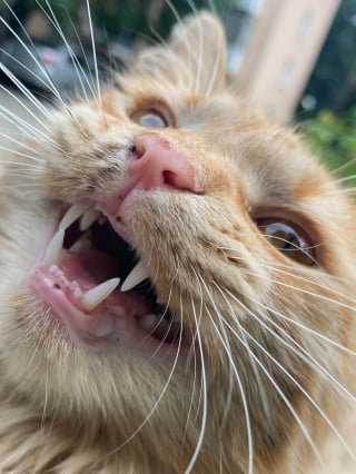 Illustration de l'article : 11 photos qui prouvent que les chats sont dignes des plus grands chanteurs d’opéra