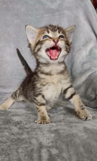 Illustration de l'article : 11 photos qui prouvent que les chats sont dignes des plus grands chanteurs d’opéra
