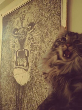 Illustration de l'article : 11 photos qui prouvent que les chats sont dignes des plus grands chanteurs d’opéra