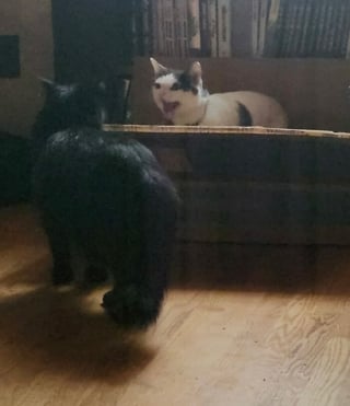 Illustration de l'article : 11 photos qui prouvent que les chats sont dignes des plus grands chanteurs d’opéra
