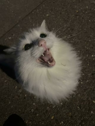Illustration de l'article : 11 photos qui prouvent que les chats sont dignes des plus grands chanteurs d’opéra