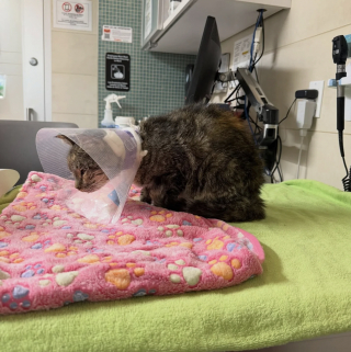 Illustration de l'article : Frigorifi&eacute;e, apeur&eacute;e et malade, cette chatte trouv&eacute;e dans un carton savoure enfin le confort d'une maison