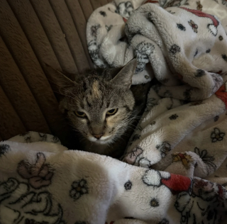 Illustration de l'article : Frigorifi&eacute;e, apeur&eacute;e et malade, cette chatte trouv&eacute;e dans un carton savoure enfin le confort d'une maison