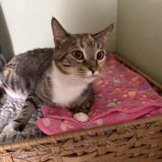 Illustration de l'article : Frigorifi&eacute;e, apeur&eacute;e et malade, cette chatte trouv&eacute;e dans un carton savoure enfin le confort d'une maison
