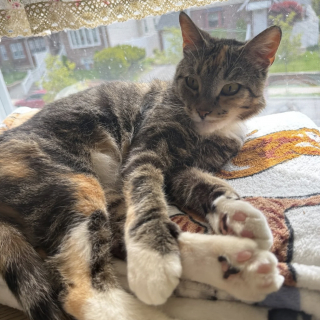 Illustration de l'article : Frigorifi&eacute;e, apeur&eacute;e et malade, cette chatte trouv&eacute;e dans un carton savoure enfin le confort d'une maison