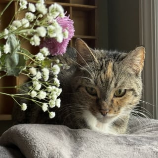 Illustration de l'article : Frigorifi&eacute;e, apeur&eacute;e et malade, cette chatte trouv&eacute;e dans un carton savoure enfin le confort d'une maison