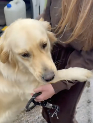 Illustration de l'article : Reconnaissante envers son adoptante, cette Golden Retriever sauvée de l'abattoir lui fait un câlin (vidéo)