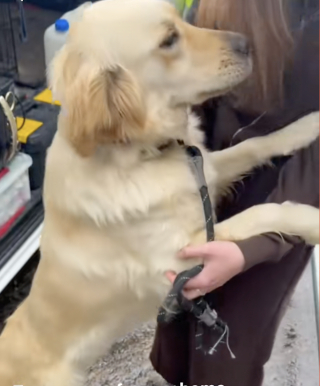 Illustration de l'article : Reconnaissante envers son adoptante, cette Golden Retriever sauvée de l'abattoir lui fait un câlin (vidéo)