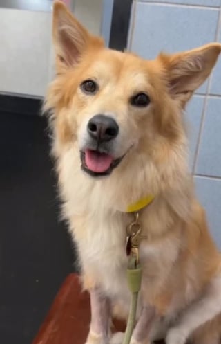 Illustration de l'article : Une m&egrave;re d'accueil c&eacute;l&egrave;bre sur Instagram donne des nouvelles rassurantes de son chien Simon une semaine apr&egrave;s avoir r&eacute;v&eacute;l&eacute; son cancer (vid&eacute;o)